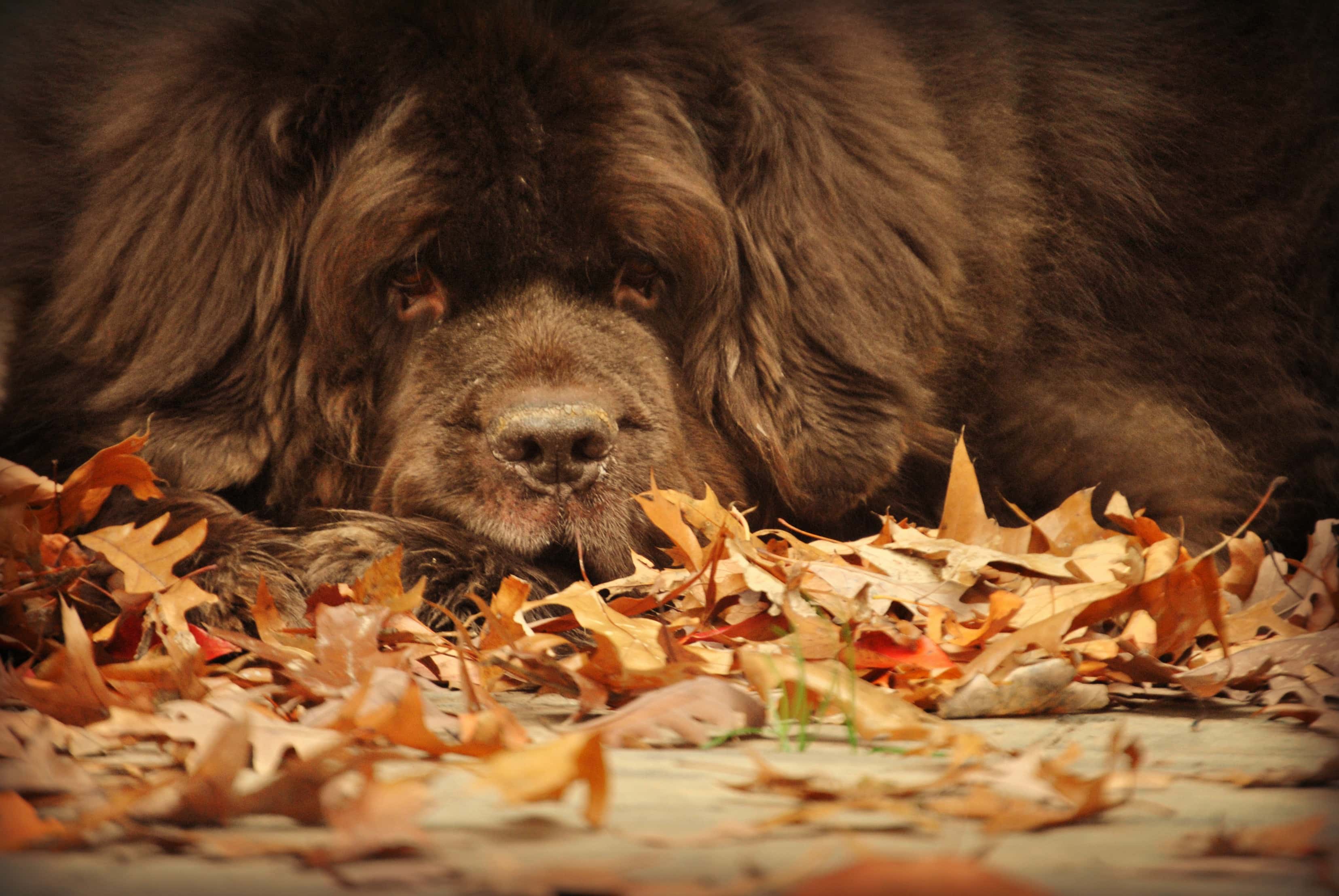 Landlord Complete Jerk facts