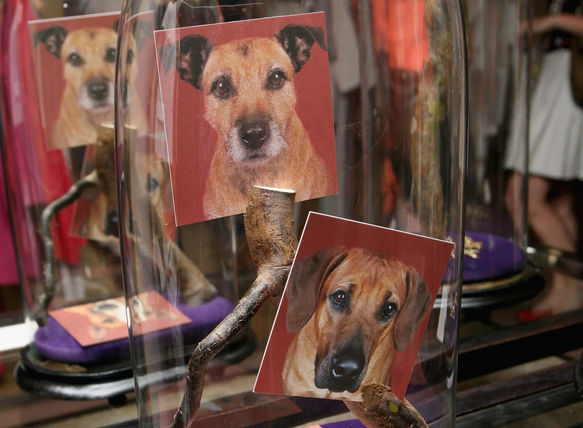 Alexander McQueen Facts