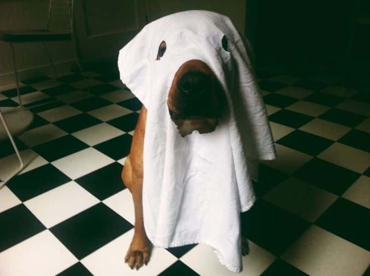 ghost dog