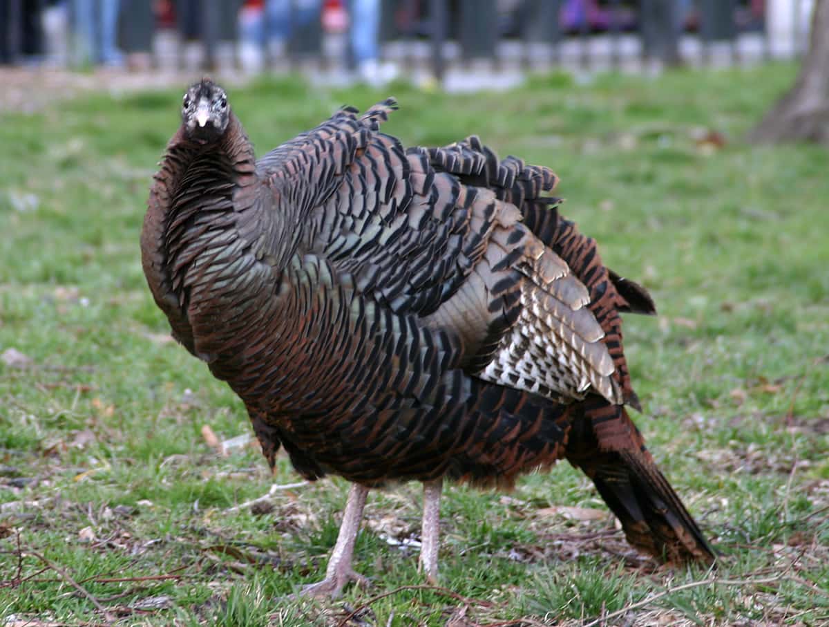 Zelda Fitzgerald Facts