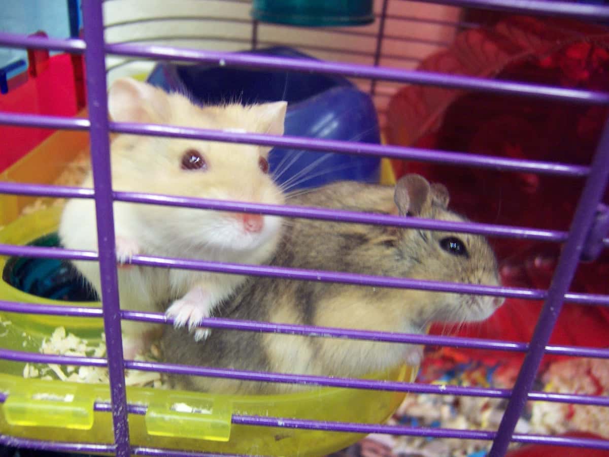 Craigslist Horror Stories facts 