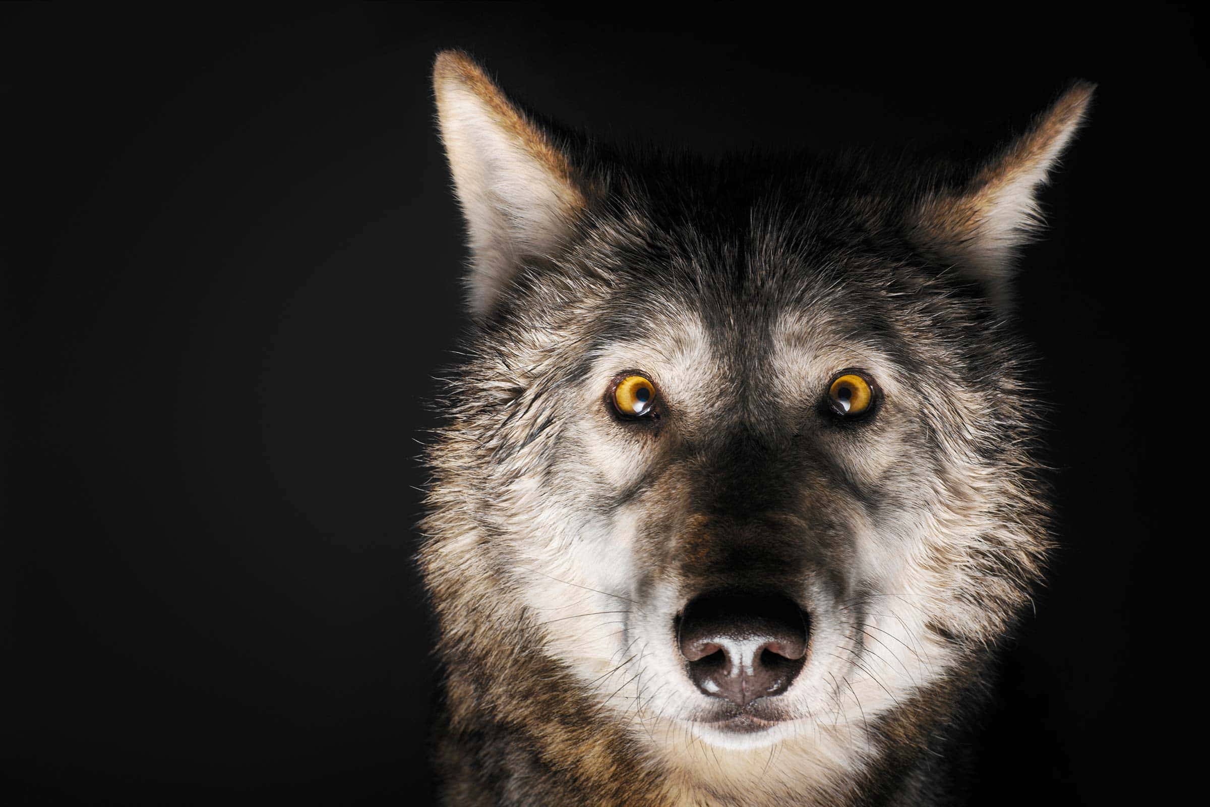 Creepy Classmate facts