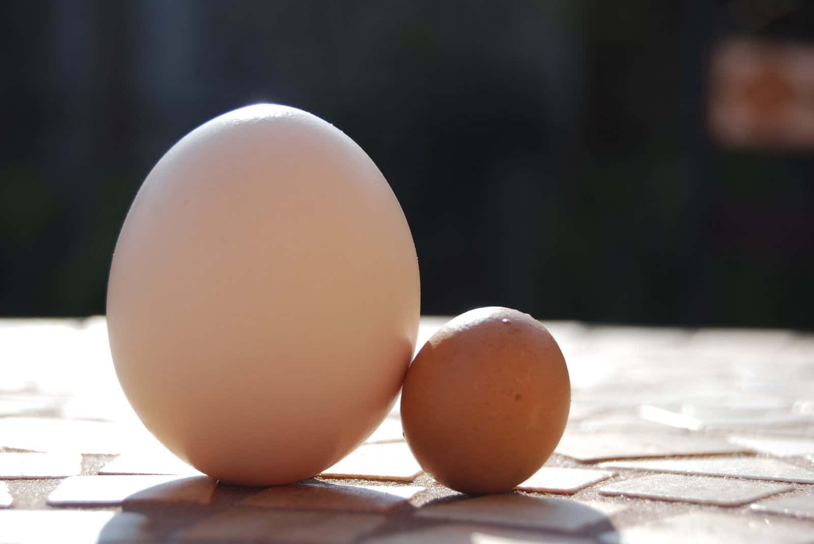 Ridiculous Patients facts