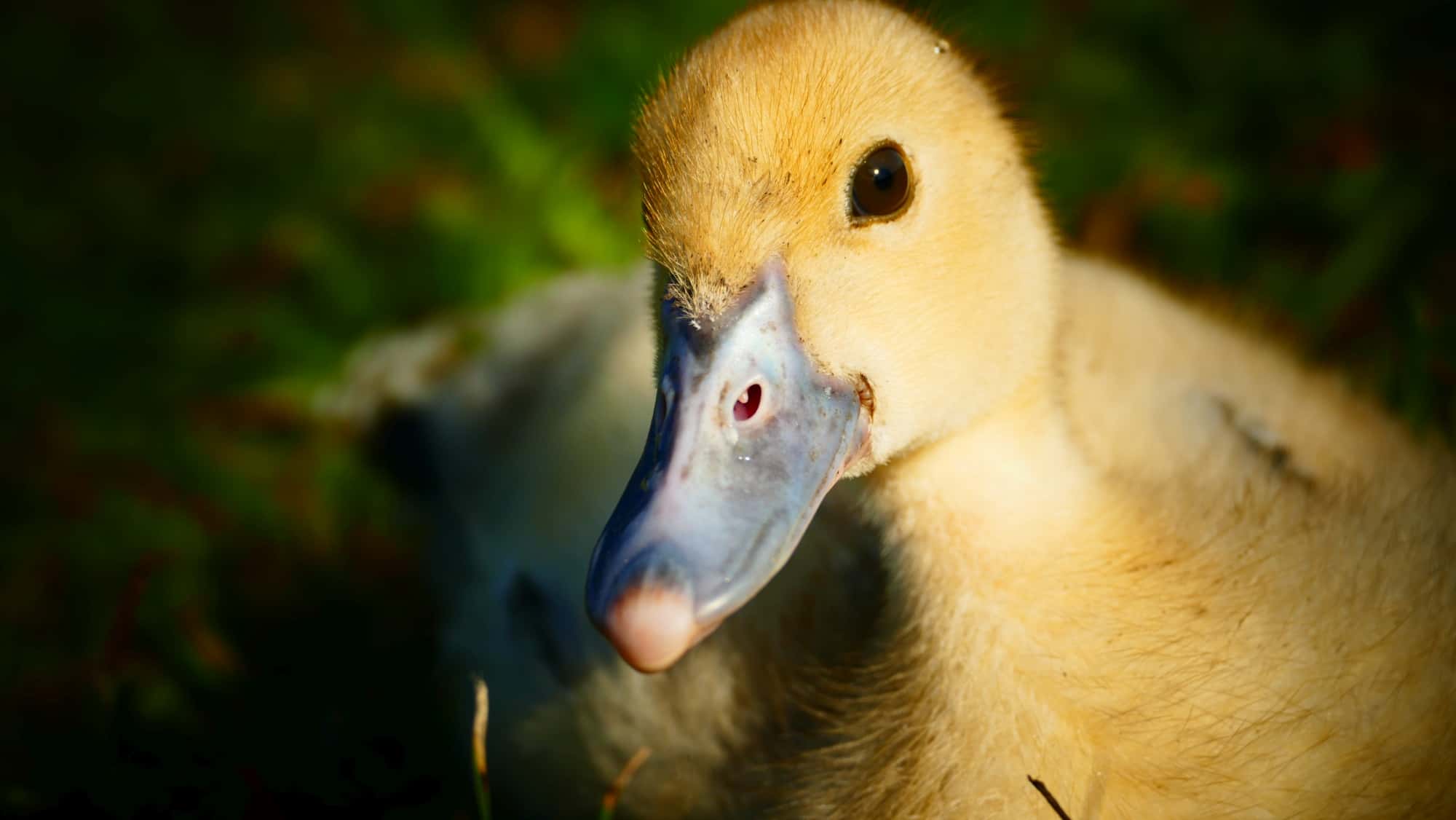 Lies That Snowballed facts 