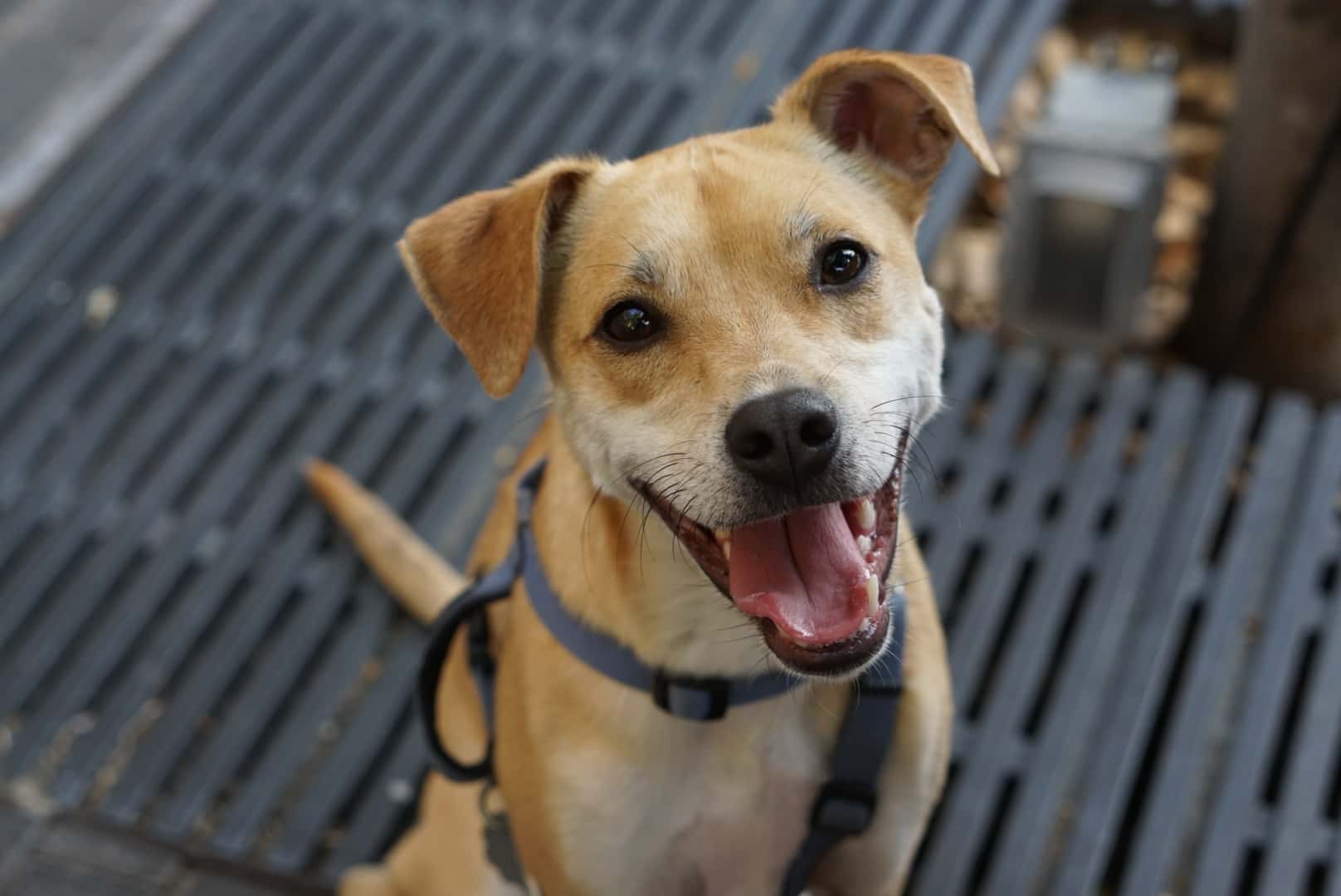 Neighbor From Hell facts