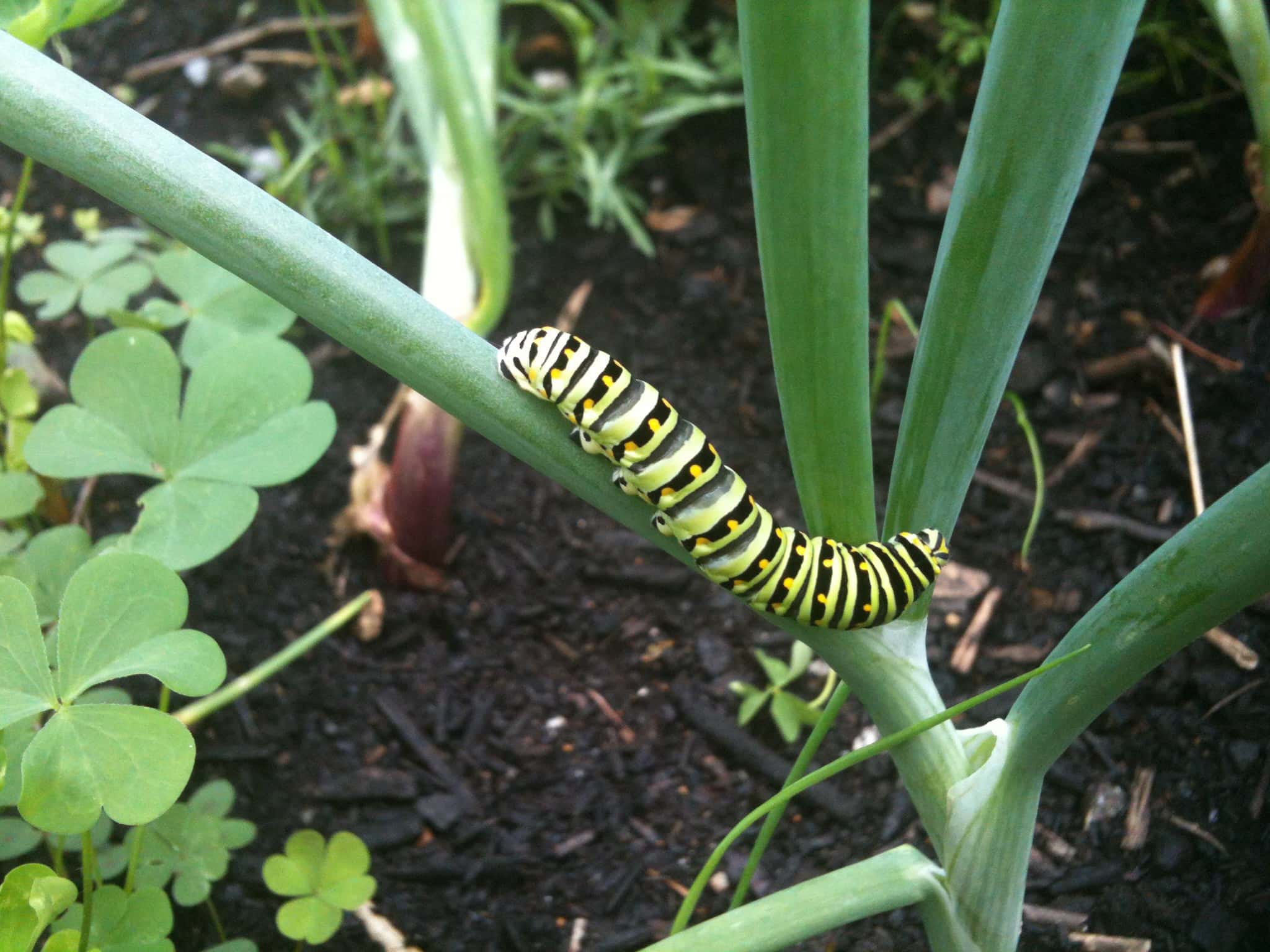 Creepy Imaginary Friends facts 