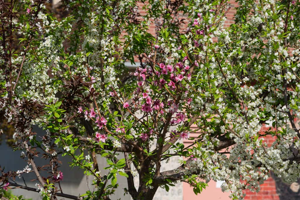 Nutty Professors facts