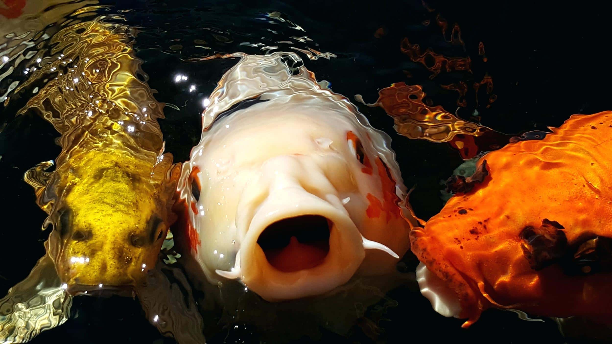 Don't Tell Mom facts