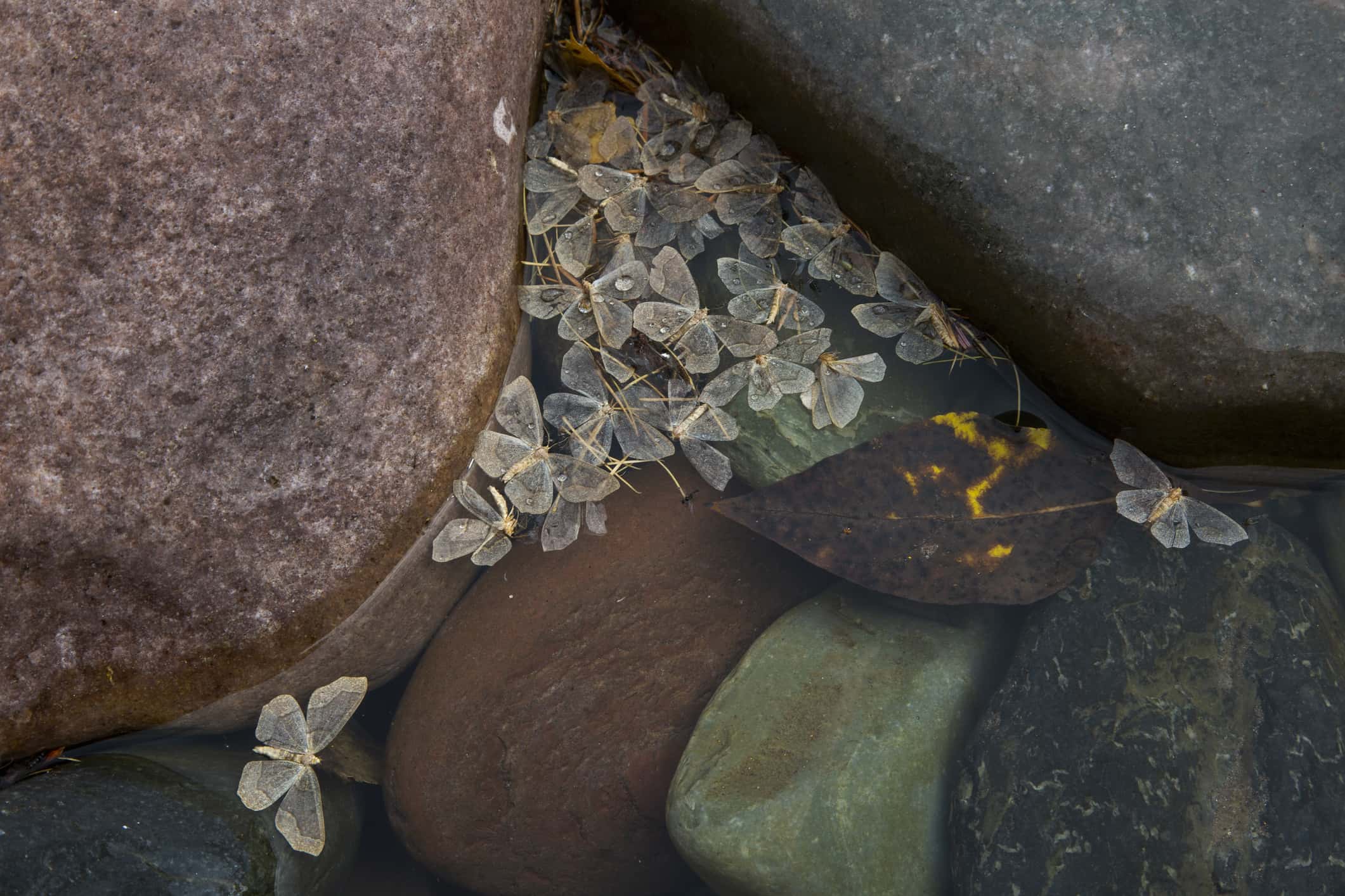 Shot of moths floating on water with colorful rocks along riverbed.