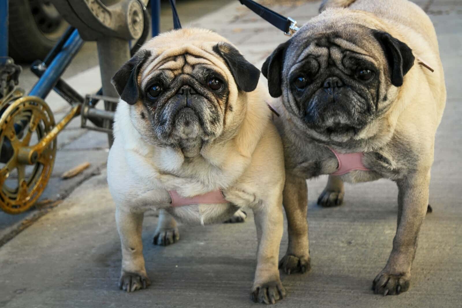 Pleasure in Other People's Pain facts