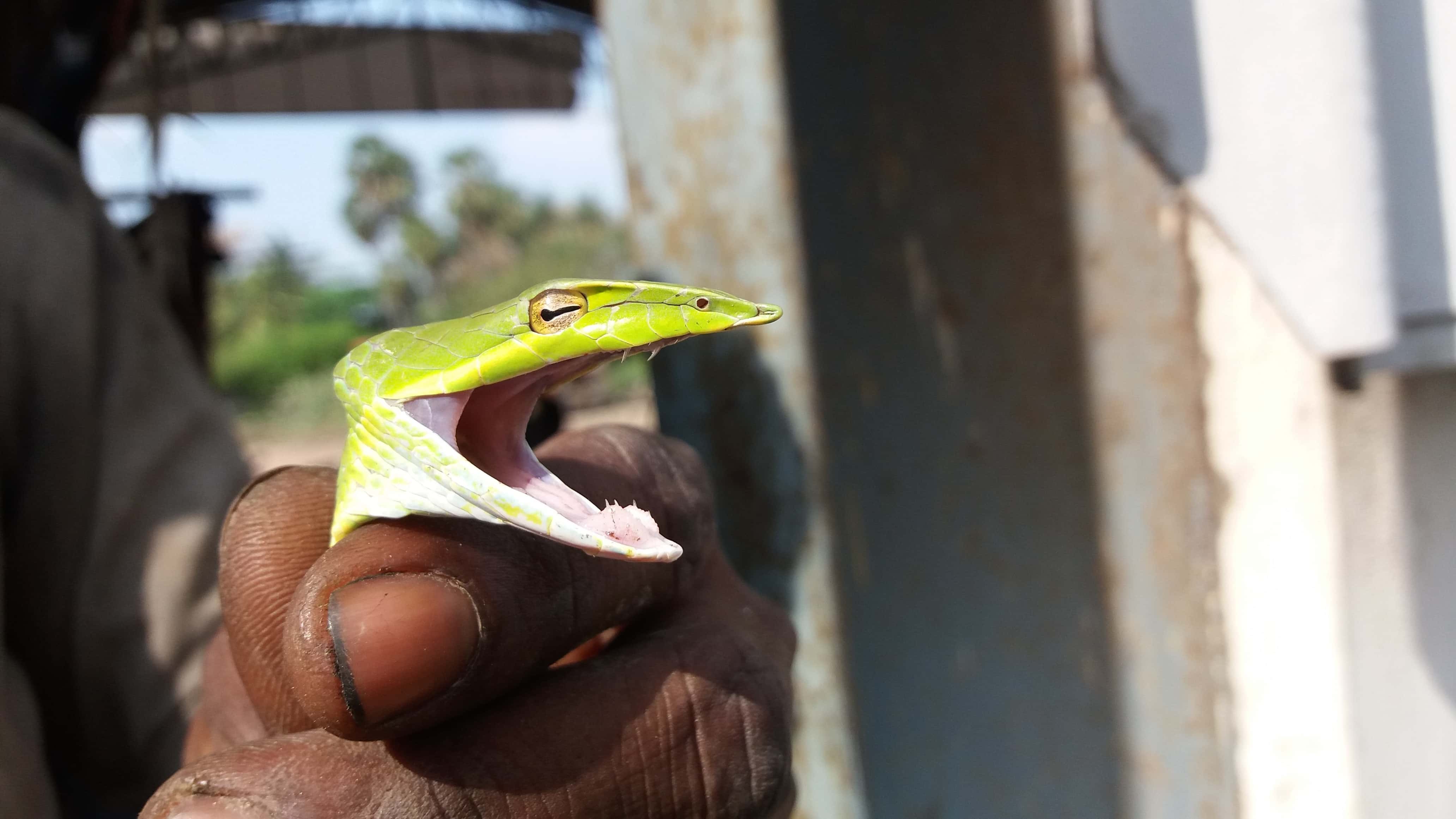 Close-Up Of Man Holding Snake