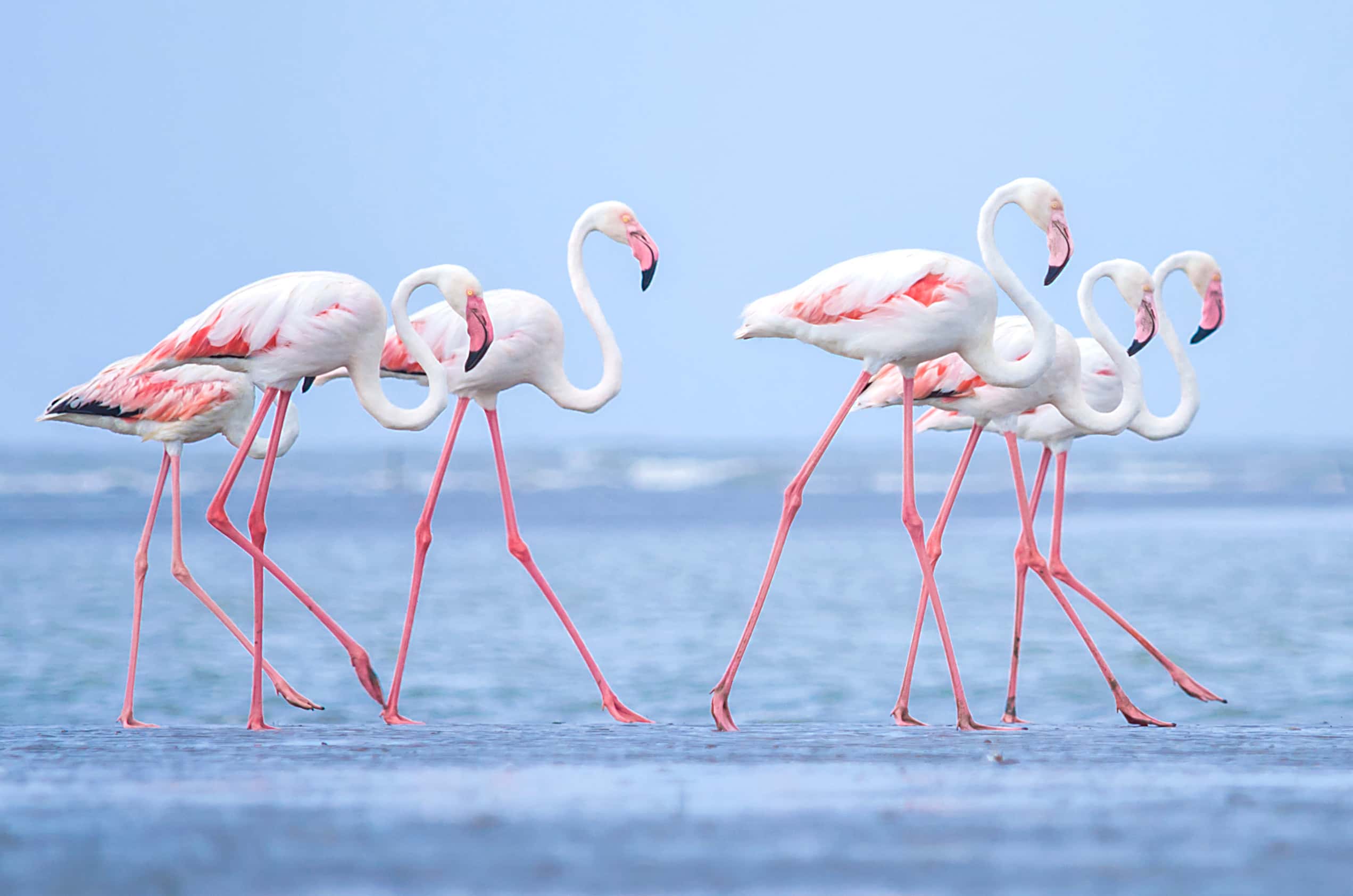 Flamingos in water