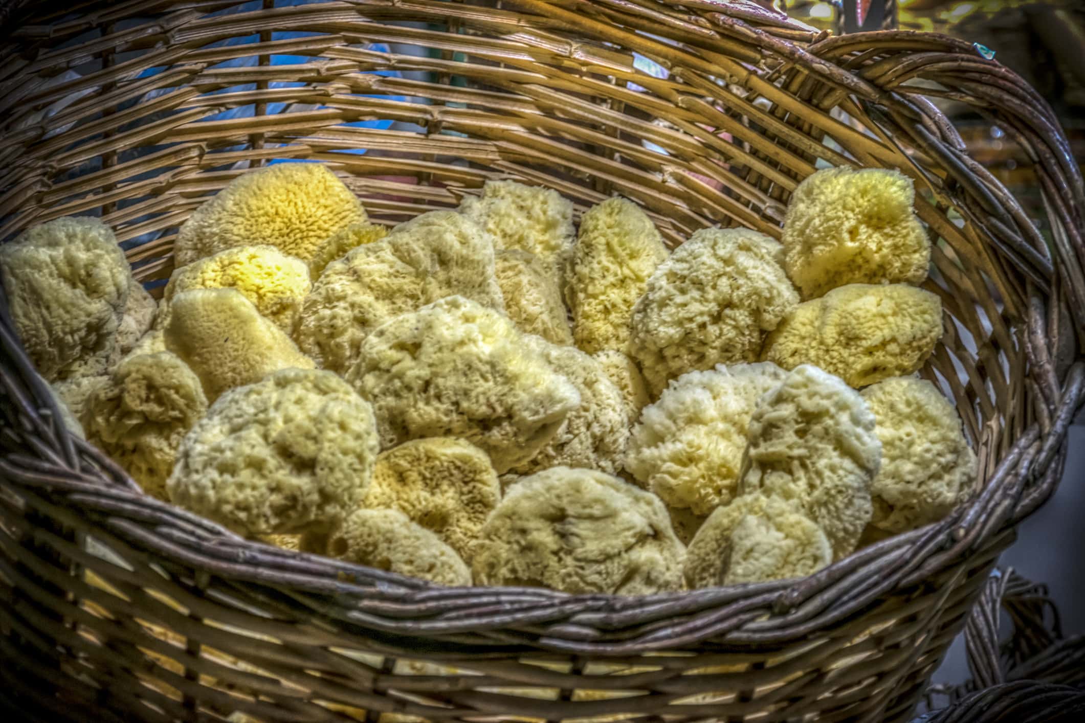 Sea Sponges.