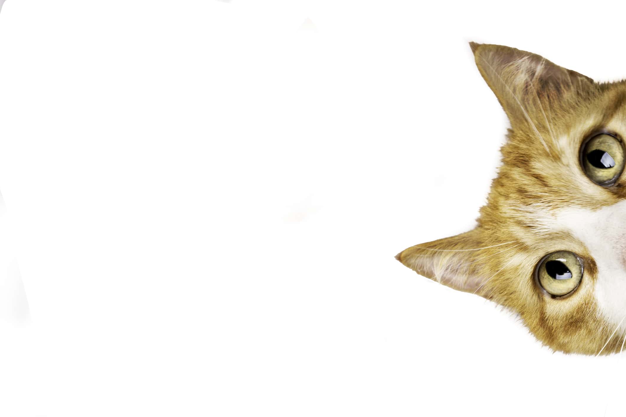 Funny Cat, peeking in camera.