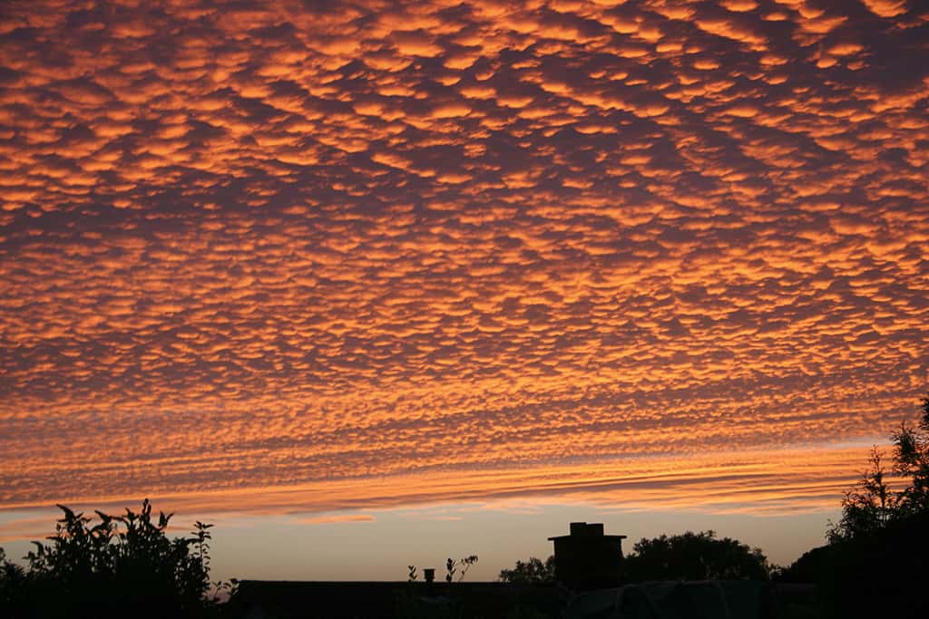 Most Bizarre Thing facts