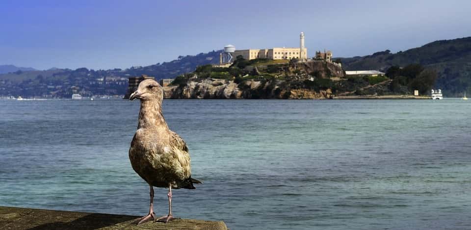 Alcatraz Facts