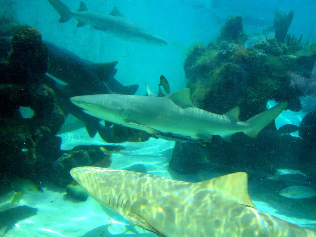 Sailors Unexplainable Things Facts