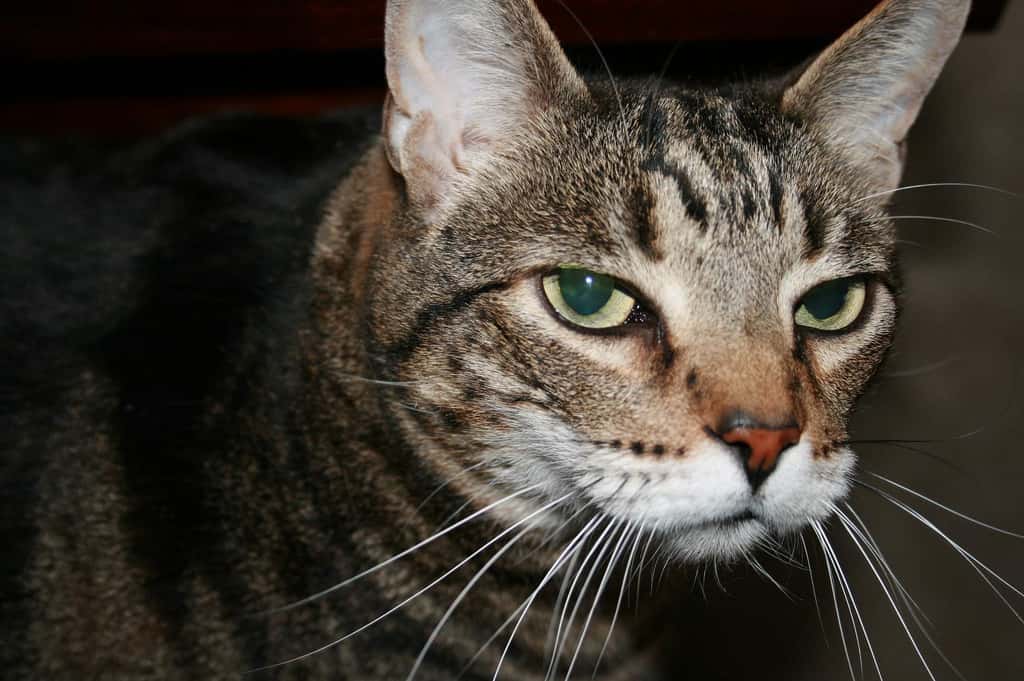 Bizarre Christmas Traditions Facts