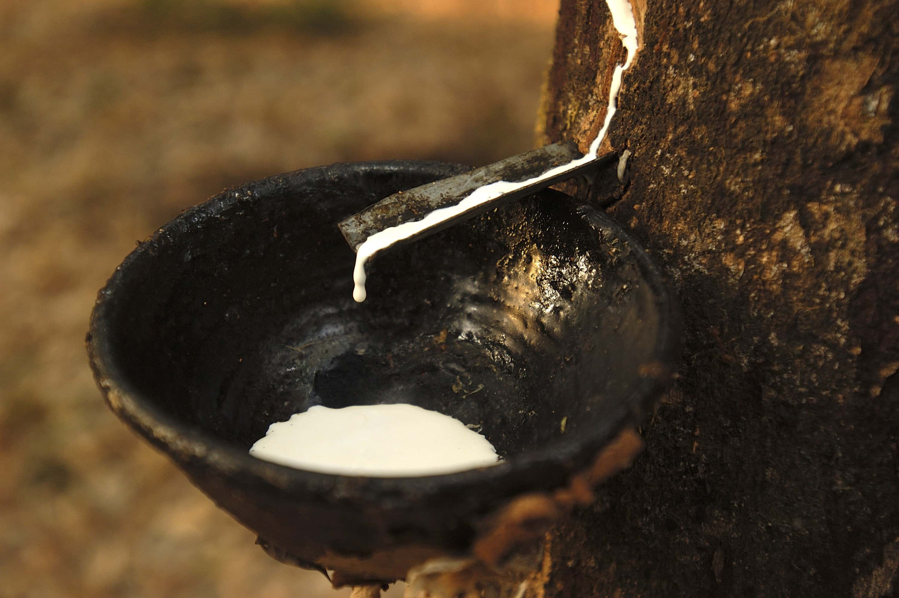 Fresh rubber drips from a rubber plan.