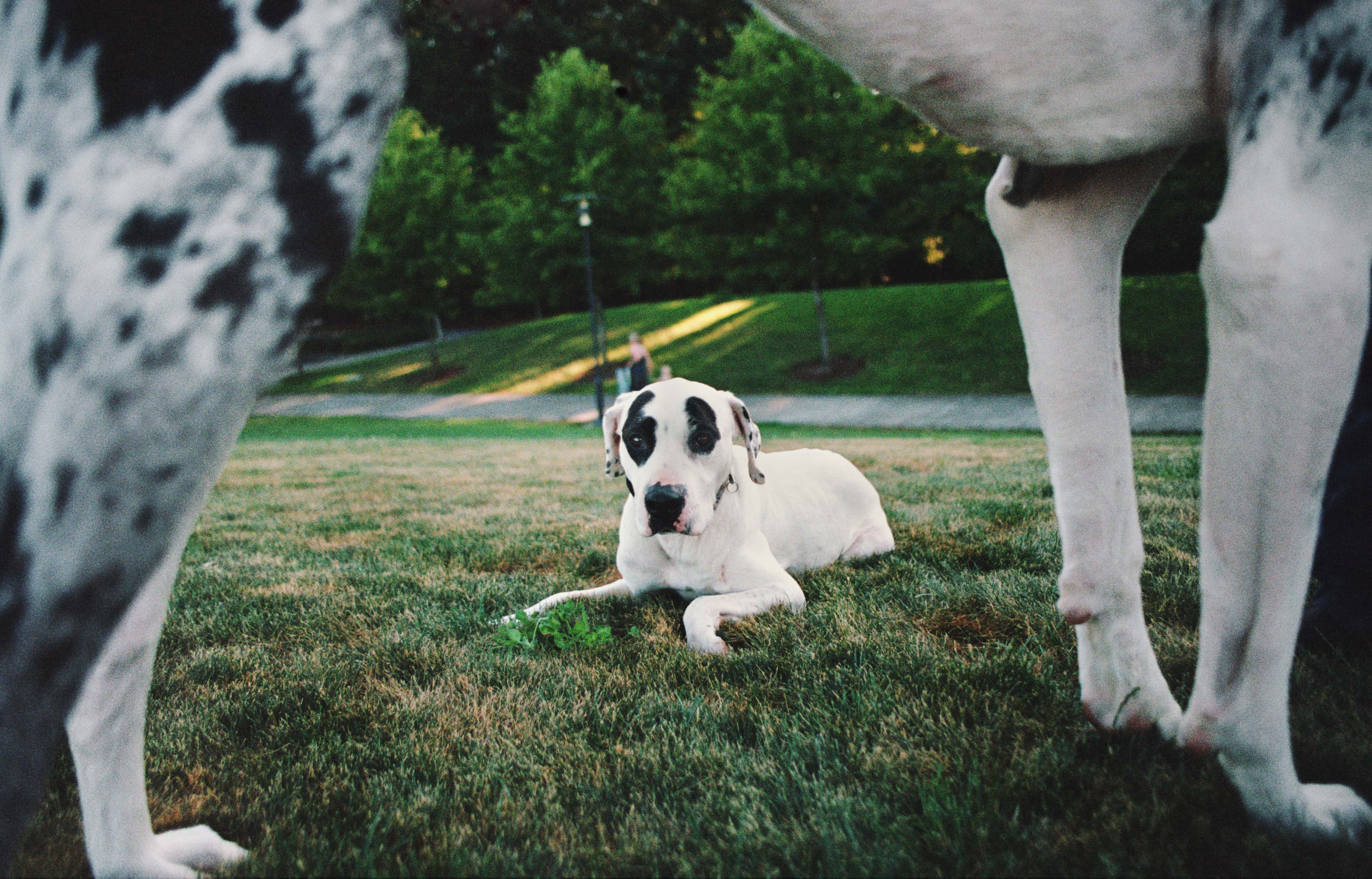 Their Animals Loved Them facts