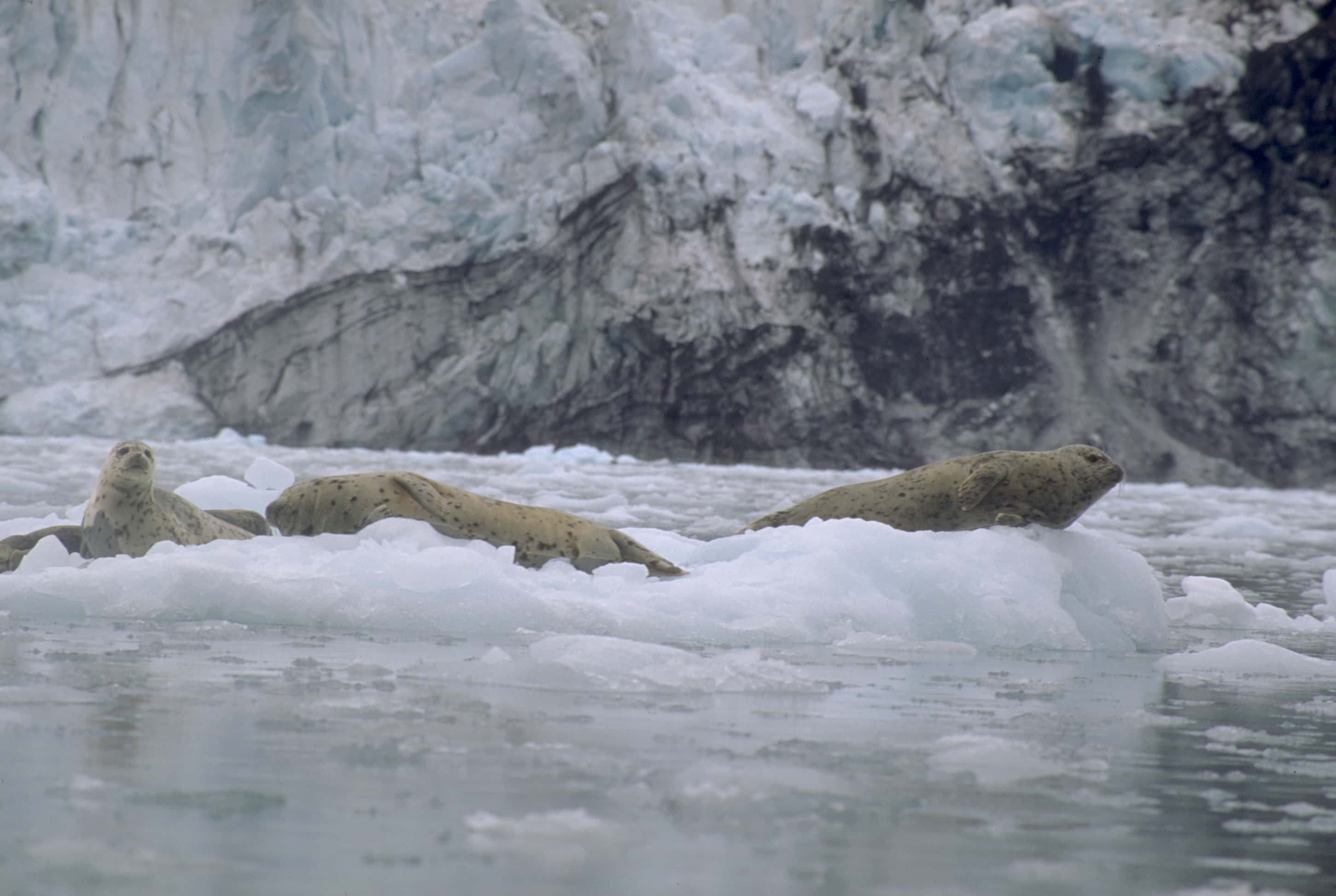 Captains Of Industry facts