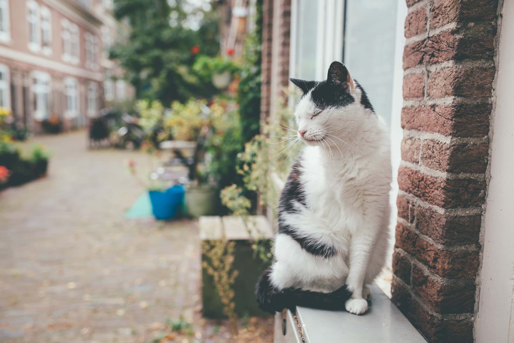 Their Animals Loved Them facts