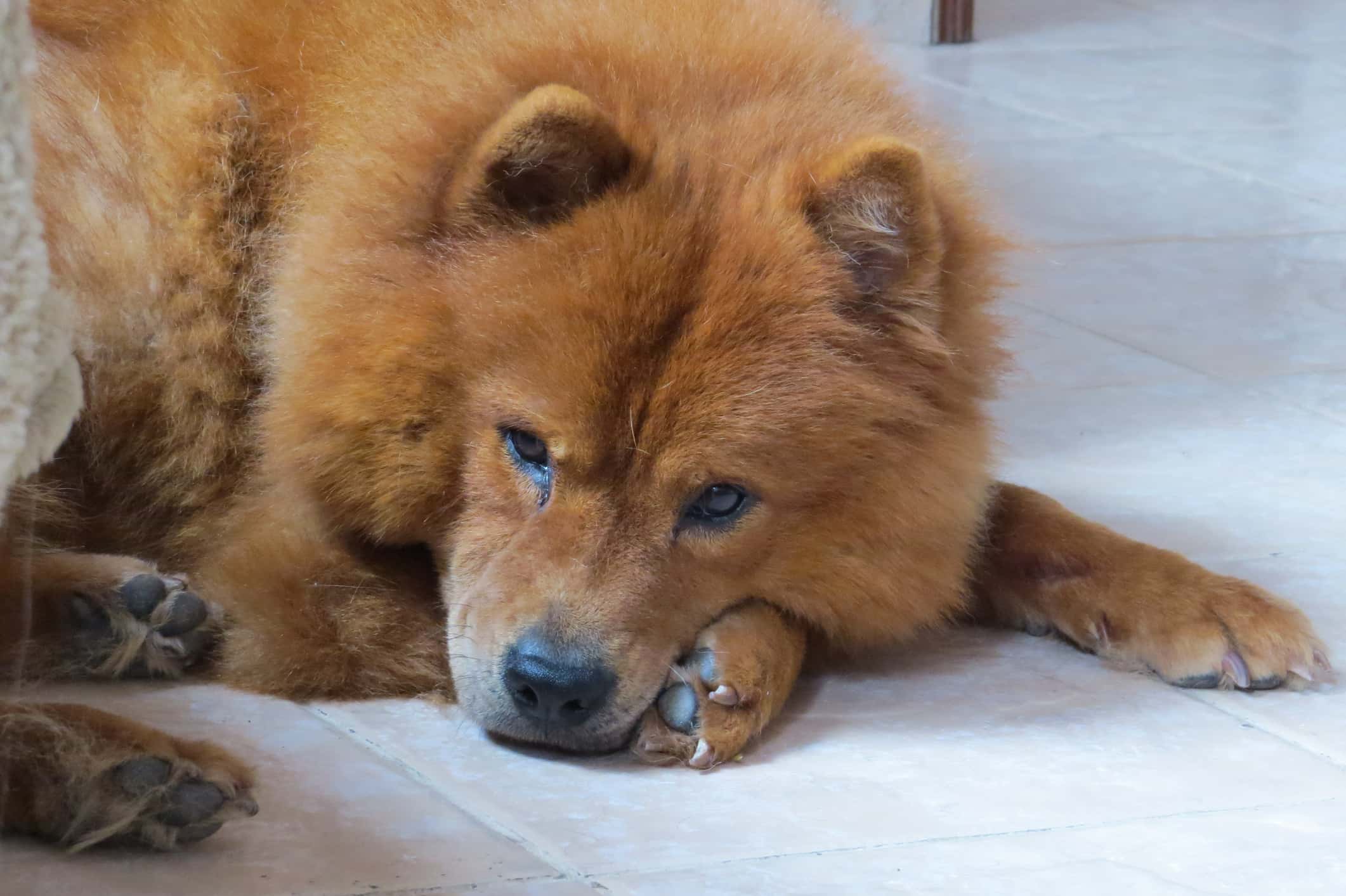 Their Animals Loved Them facts