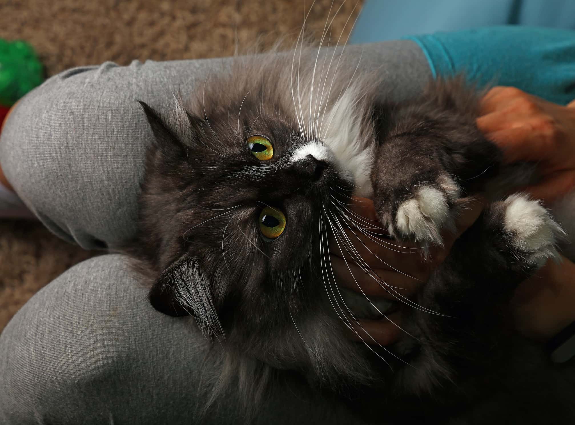 Their Animals Loved Them facts