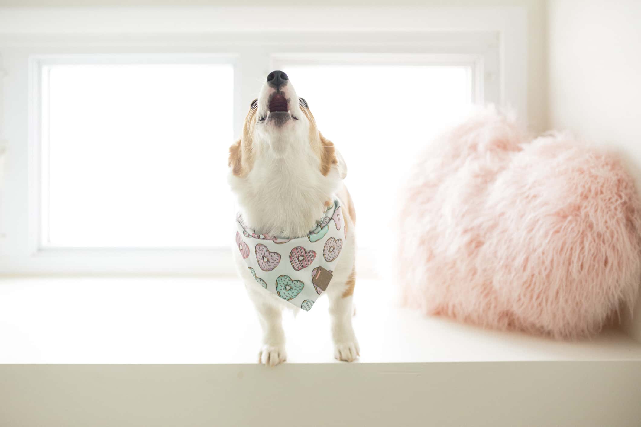 Their Animals Loved Them facts