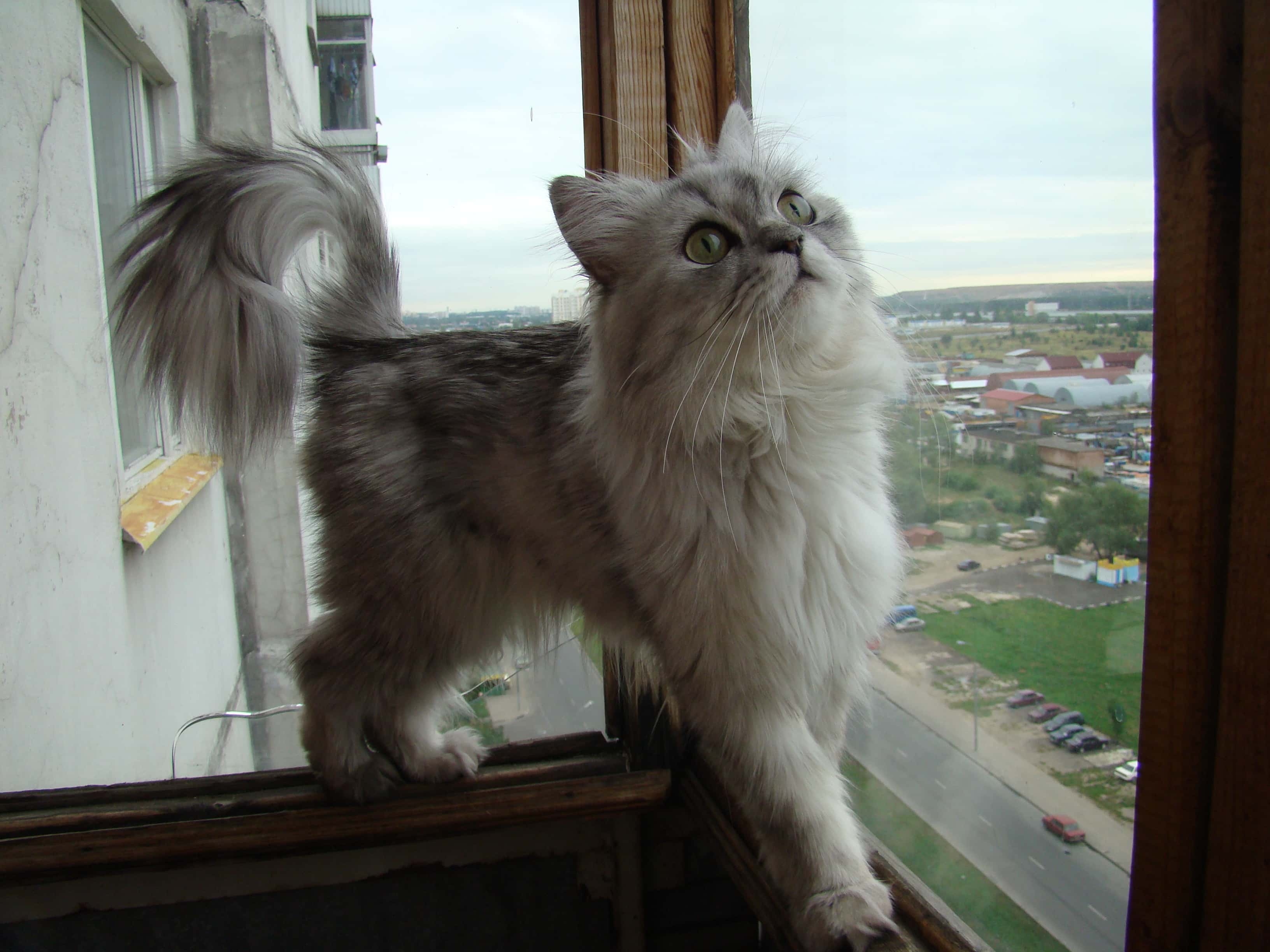 Their Animals Loved Them facts