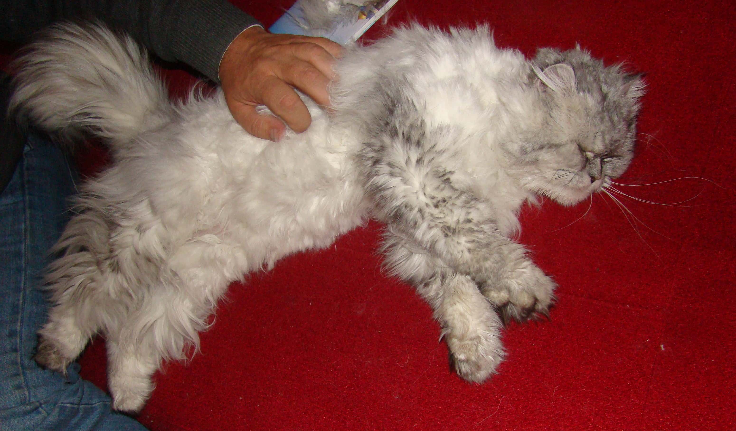 Their Animals Loved Them facts