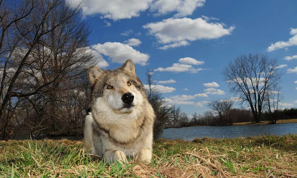 Best Christmas Gift facts