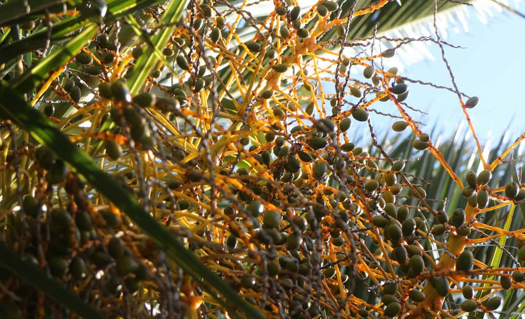 Herod The Great facts