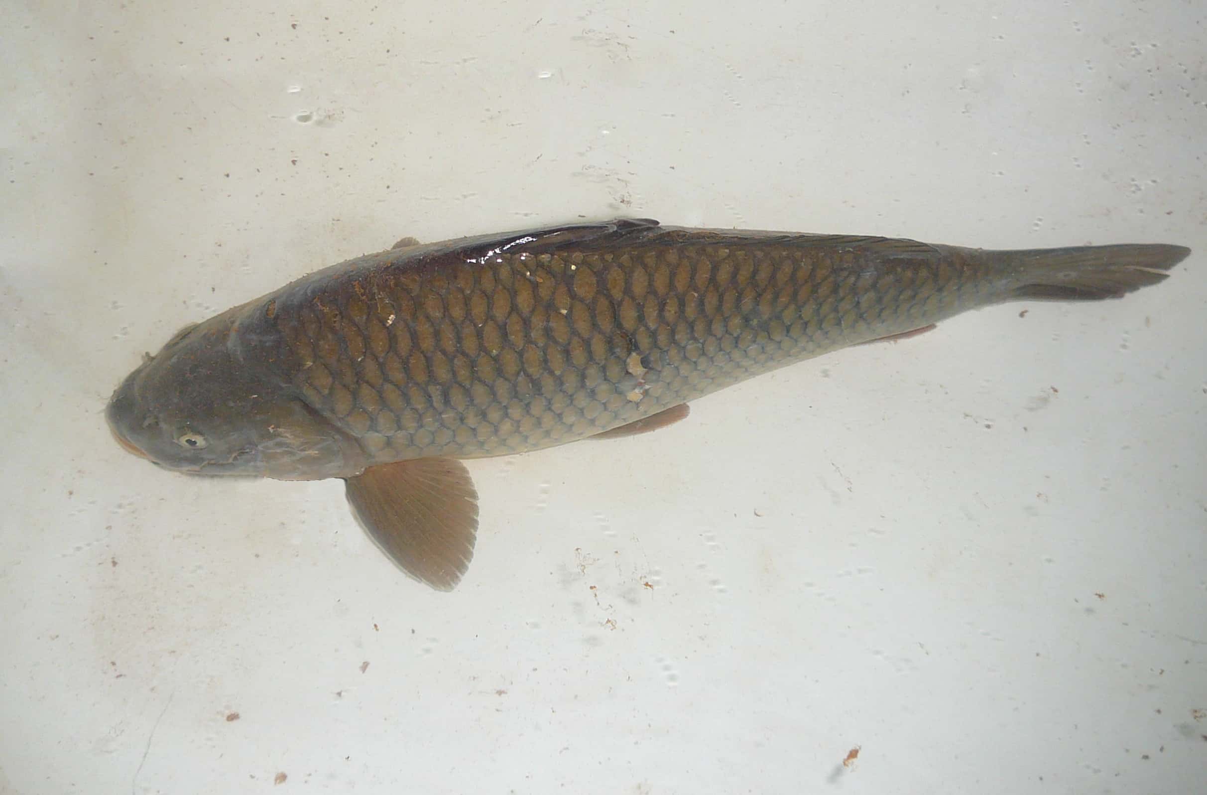 Strange Family Traditions Facts