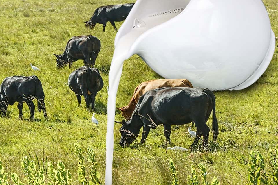 cow