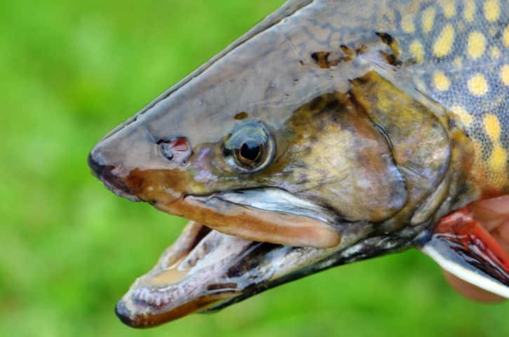 Strange Family Traditions Facts