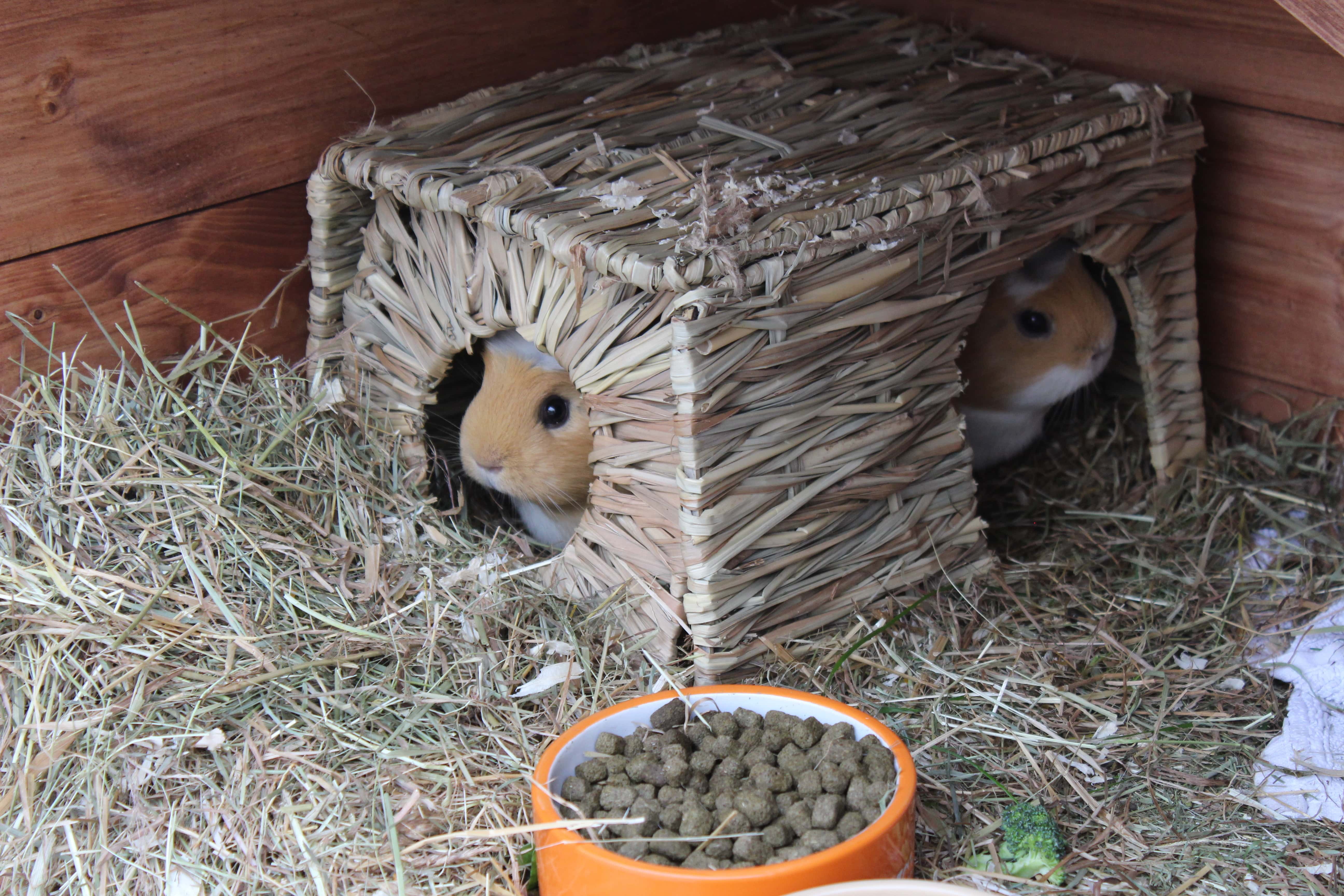 Introverts Avoid Human Interaction facts