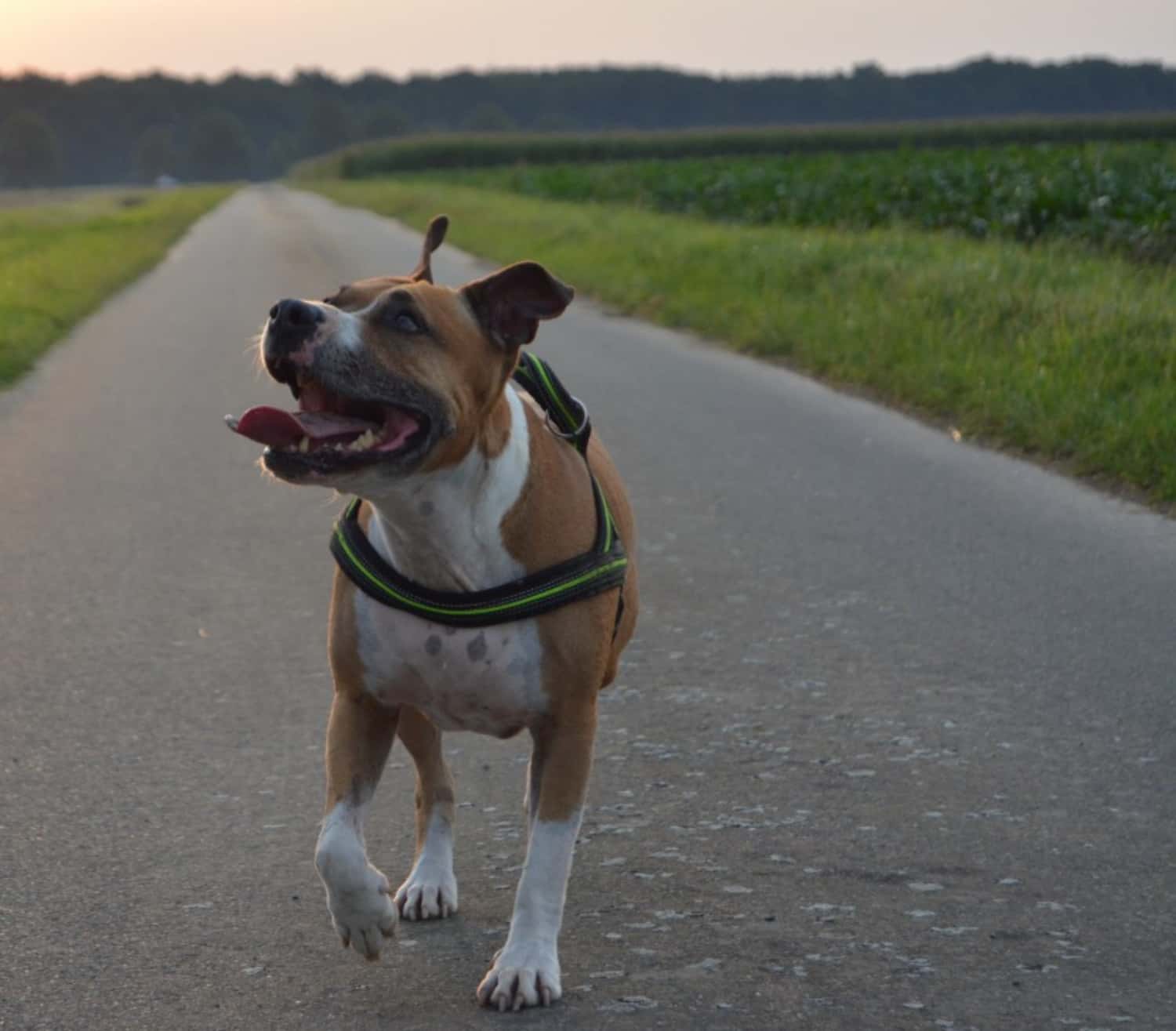 Craziest Excuses facts