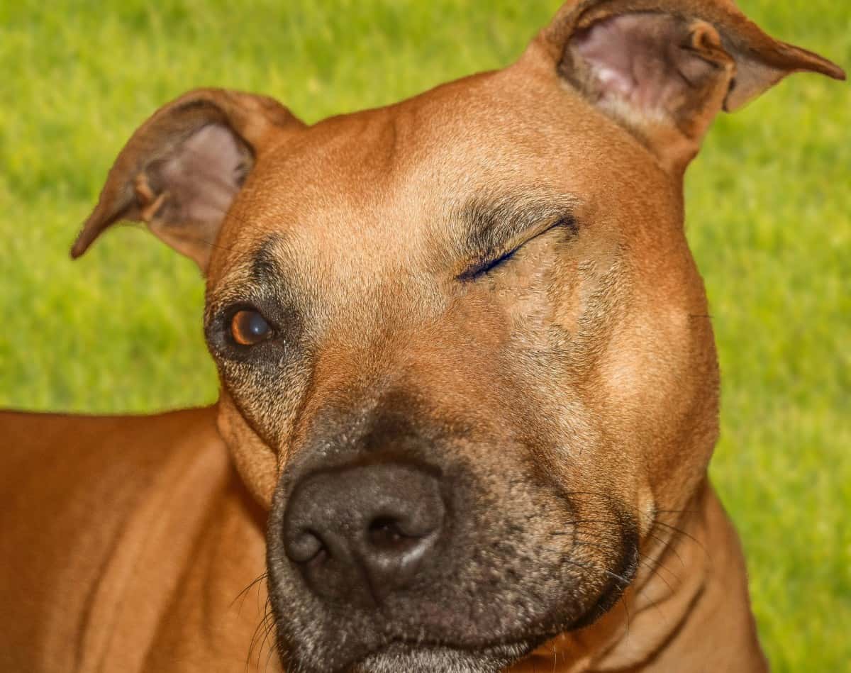 Craziest Excuses facts