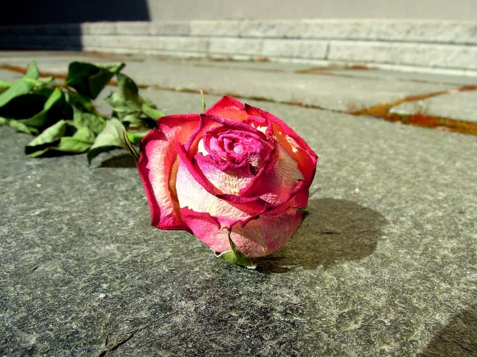 Elizabeth Woodville Facts