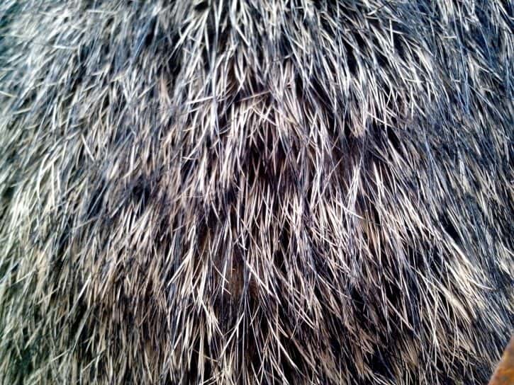 Marlene Dietrich Facts