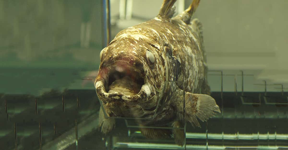 Coelacanth Editorial