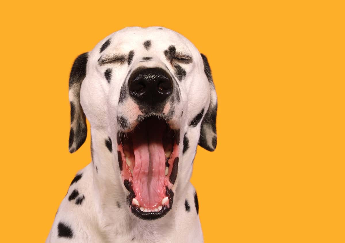 Why Do We Yawn?