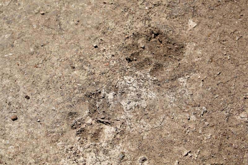 Hunters in the Woods facts