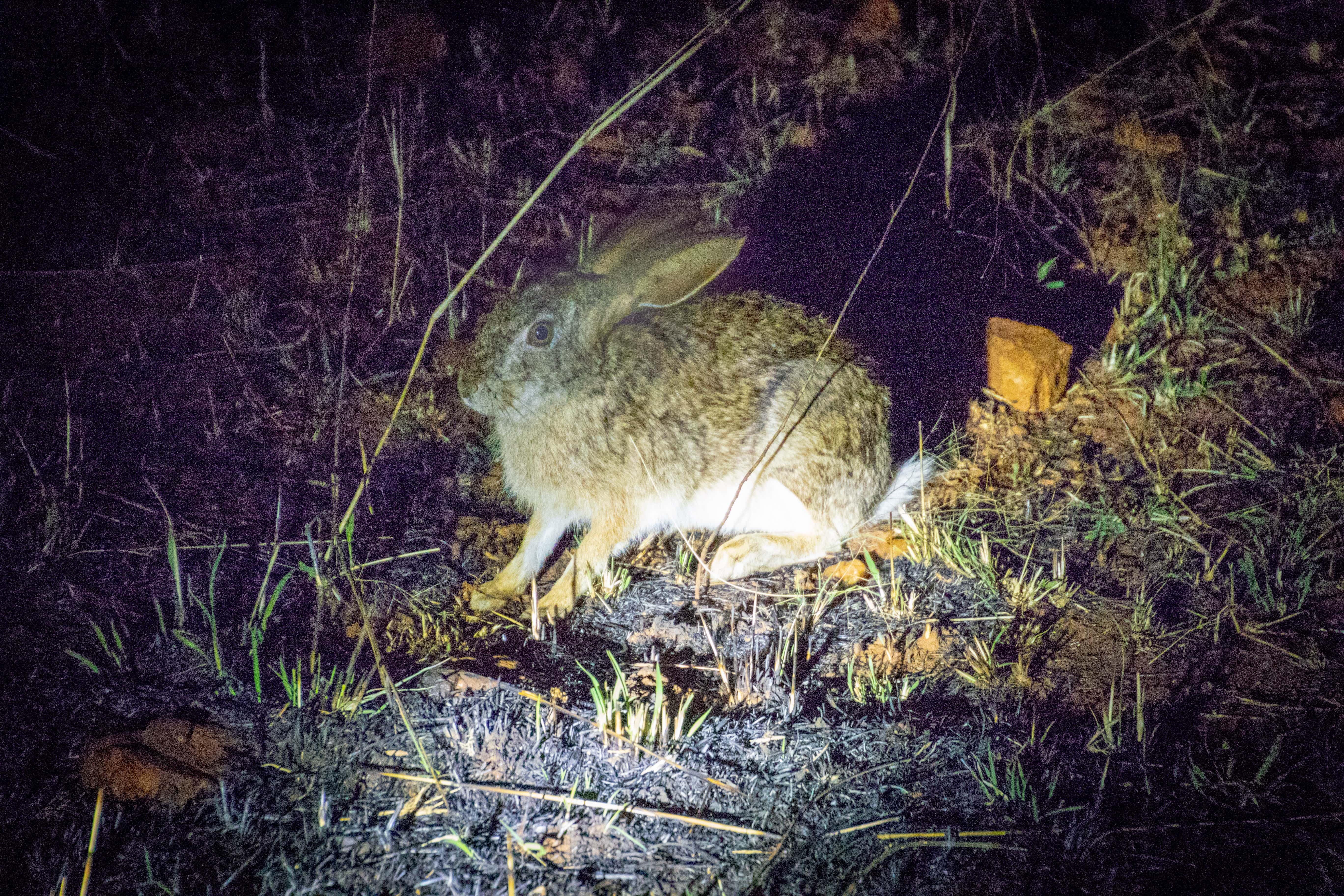 Truckers Witnessed On The Road facts