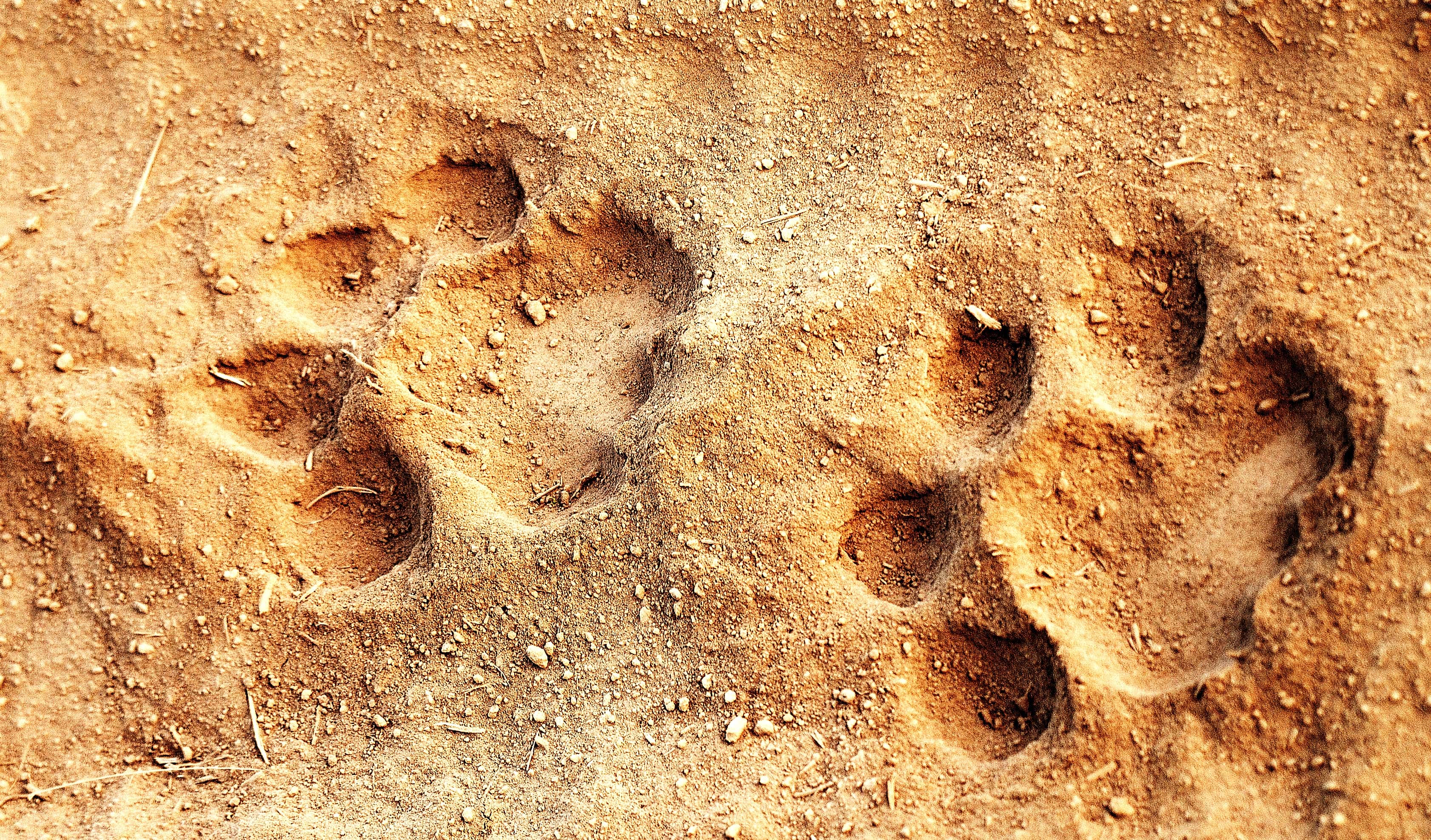 Hunters in the Woods facts