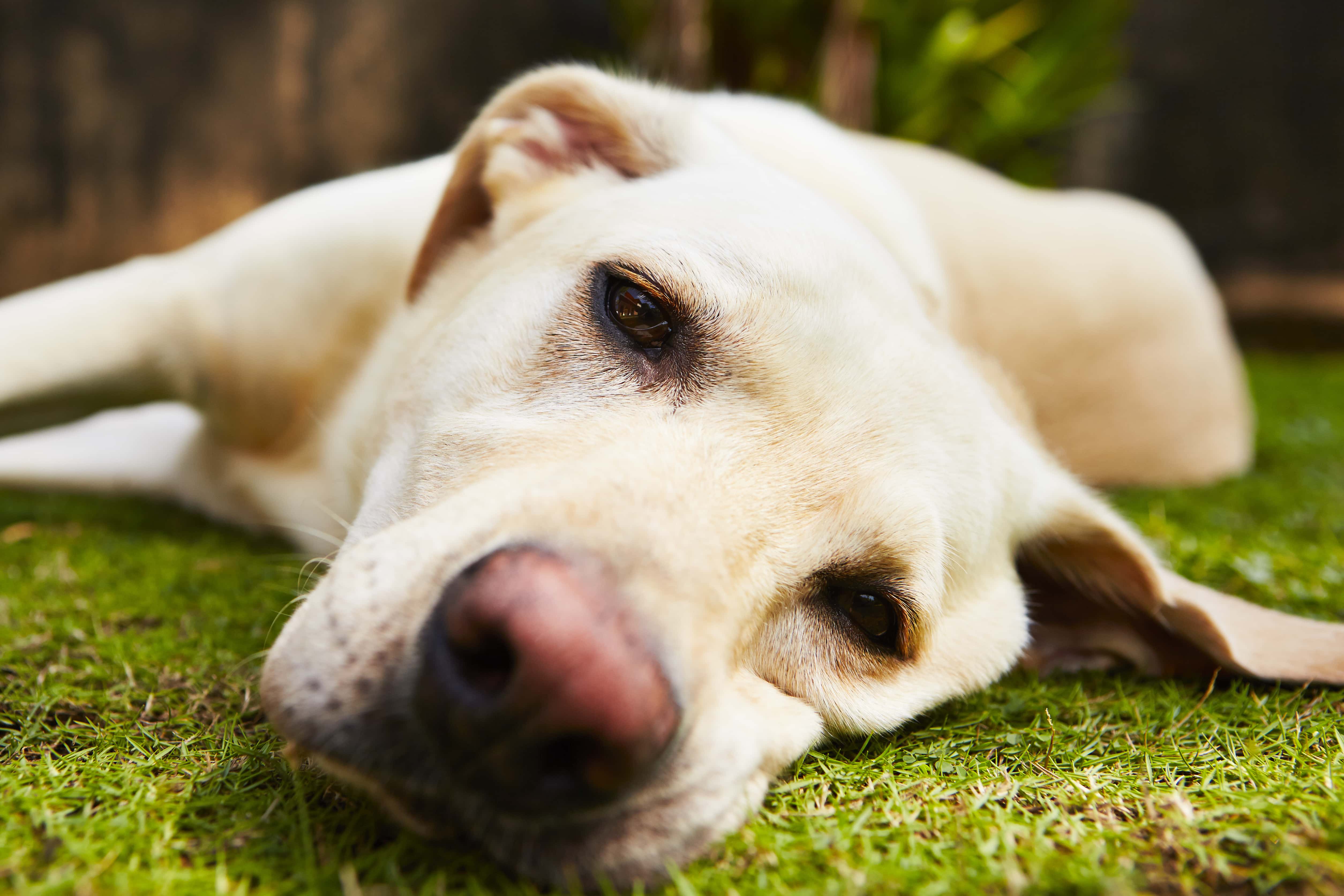Why Do Dogs Eat Grass?