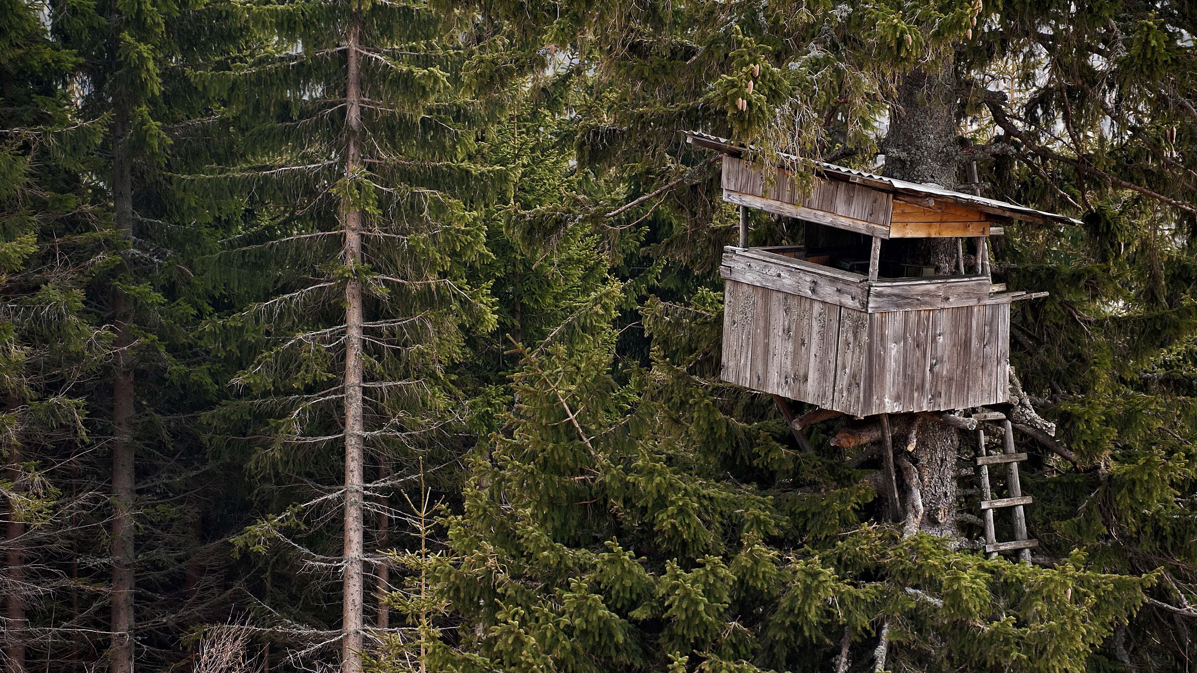 Hunters in the Woods facts