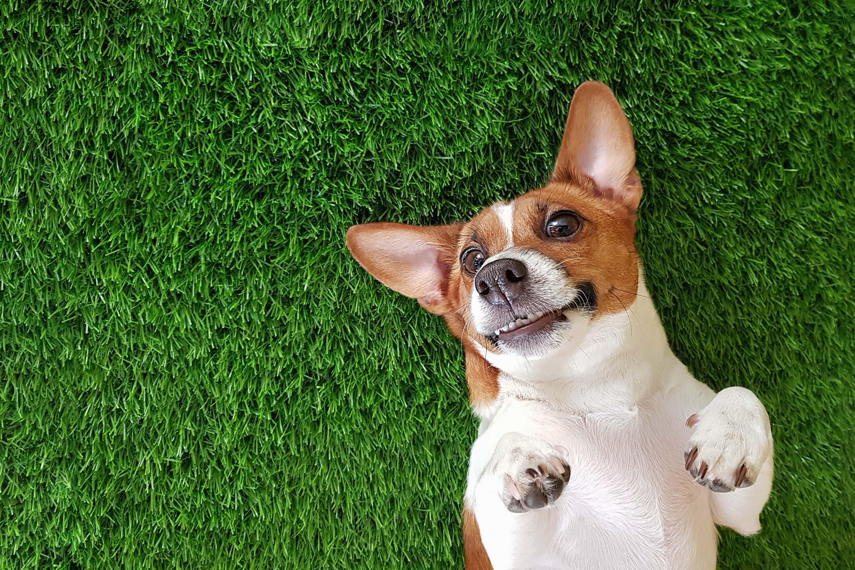 Why Do Dogs Eat Grass?
