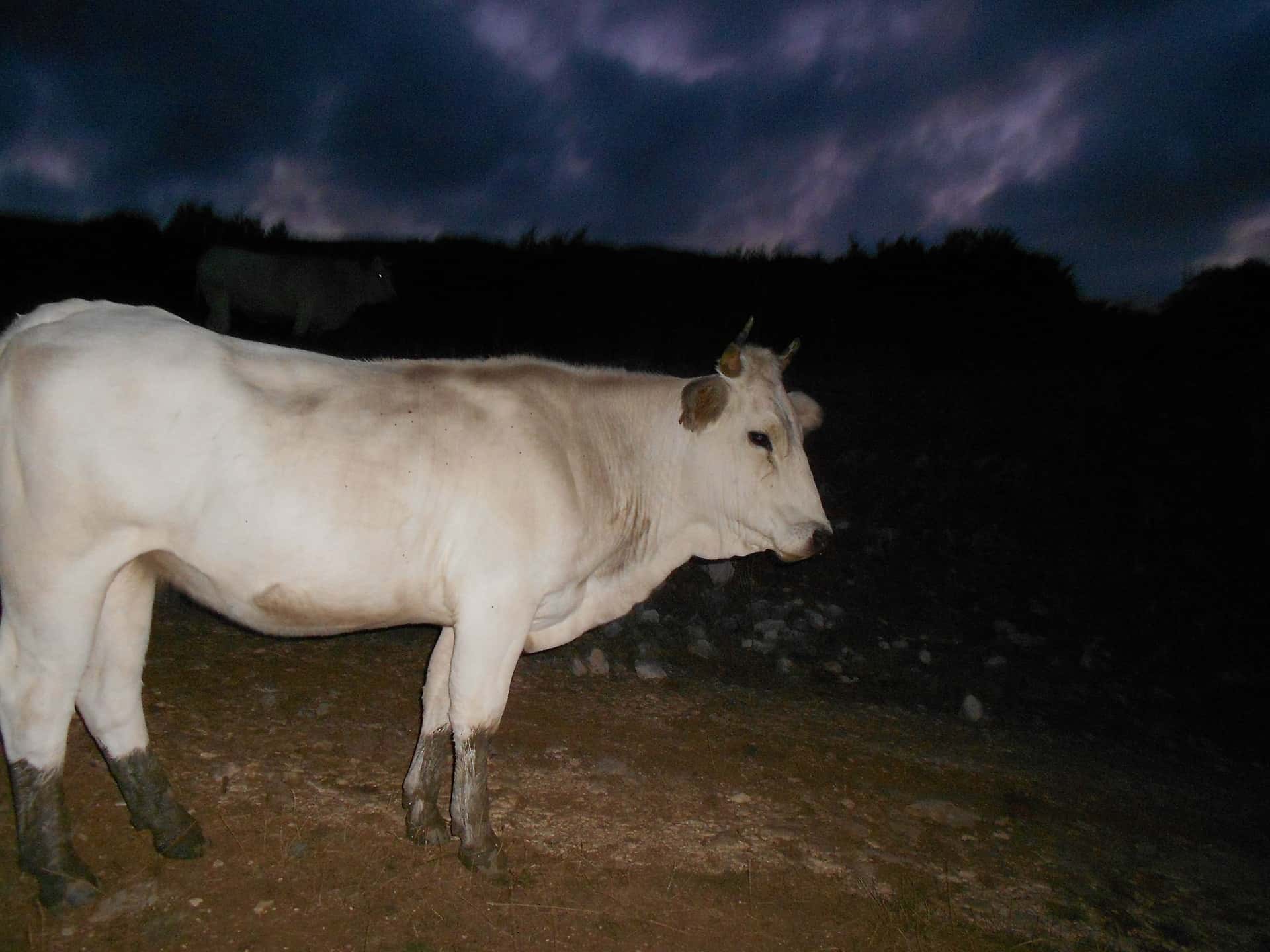 Truckers Witnessed On The Road facts